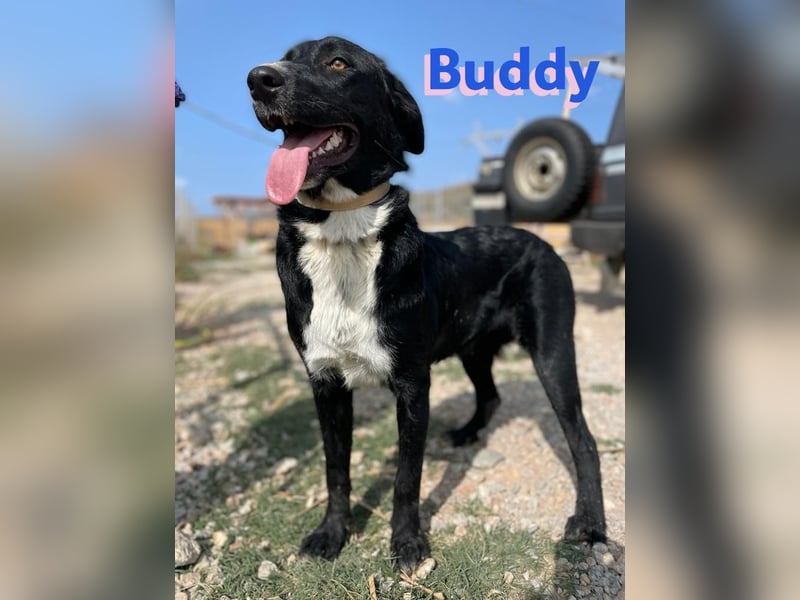 Buddy, 10/22 – Kuschelhund sucht Zuhause