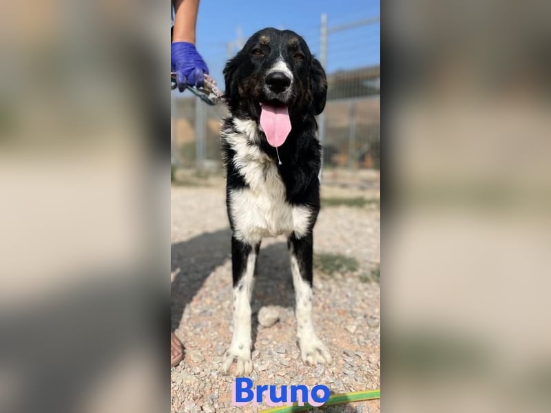 Bruno, 10/22 – Kuschelbär sucht Zuhause