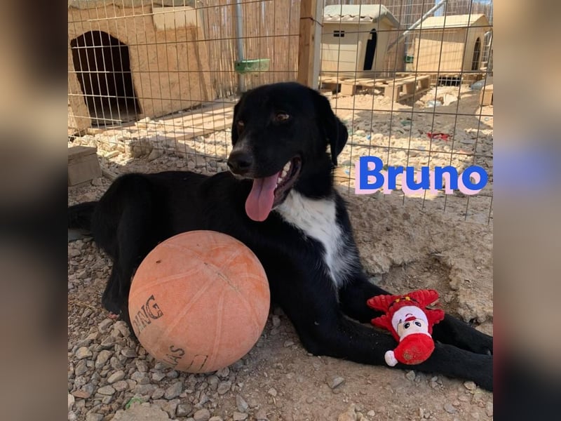 Bruno, 10/22 – Kuschelbär sucht Zuhause