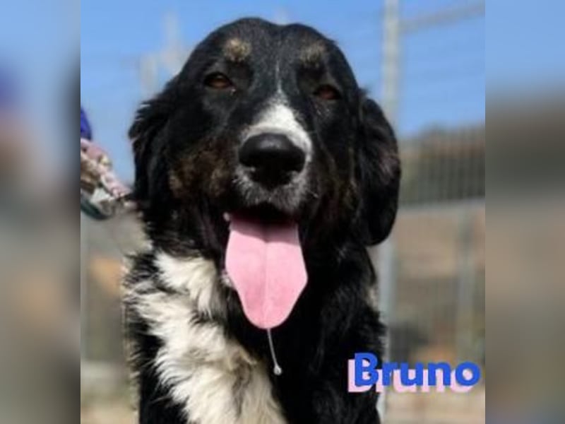 Bruno, 10/22 – Kuschelbär sucht Zuhause