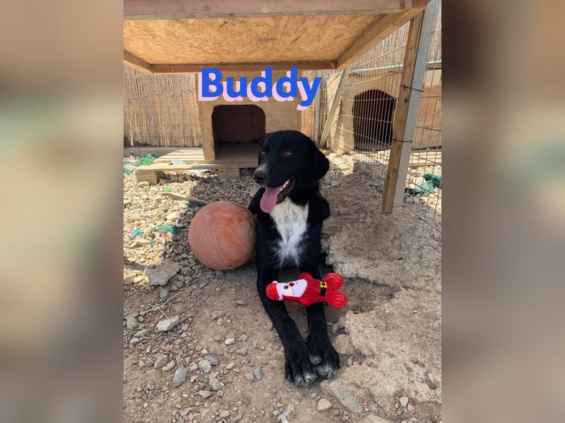 Buddy, 10/22 – Kuschelhund sucht Zuhause