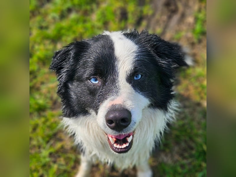 Border Collie Deckrüde