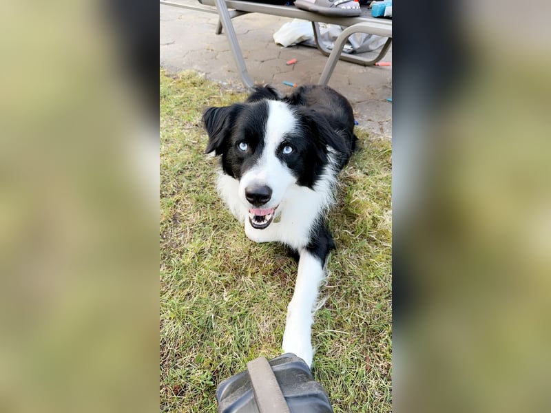 Border Collie Deckrüde