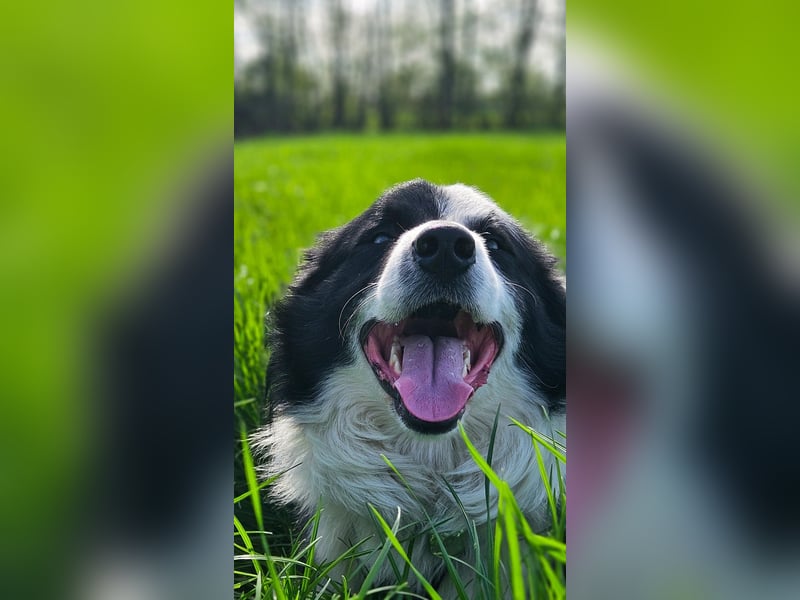 Border Collie Deckrüde
