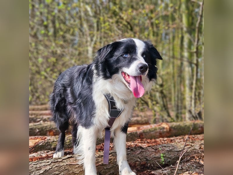 Border Collie Deckrüde