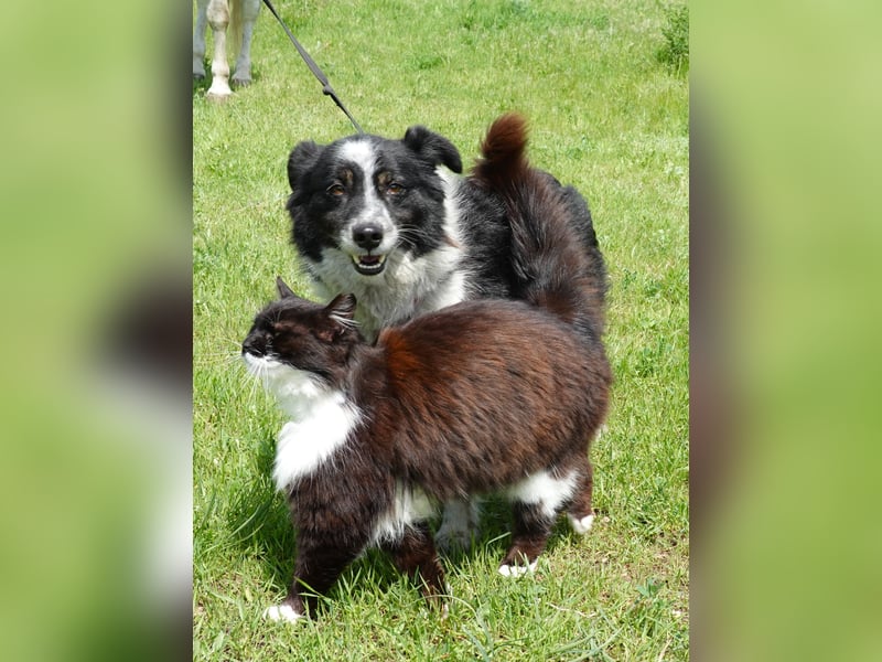 Flash sucht ein liebevolles Zuhause
