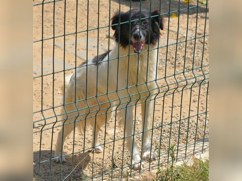 Charlie - Lieber Rüde, ca. 2021 geboren