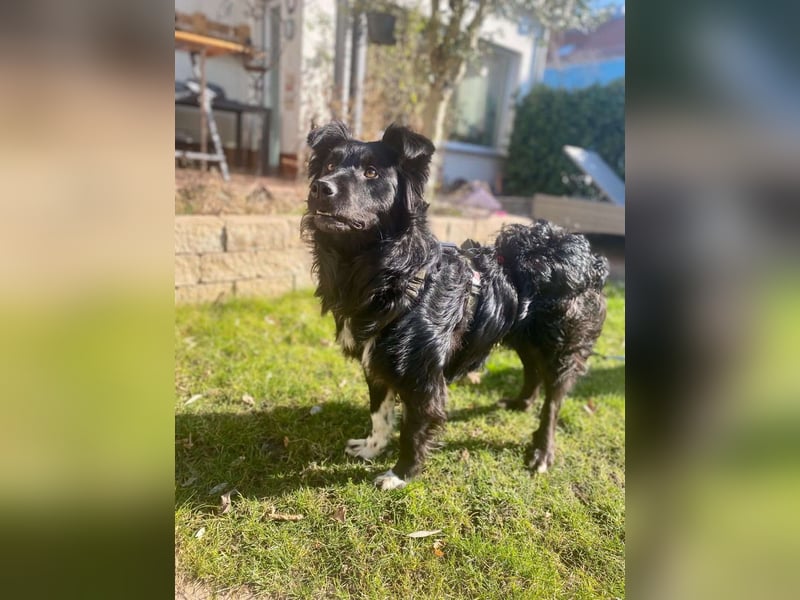 Hütehund Mischling Daios sucht eine liebe Familie
