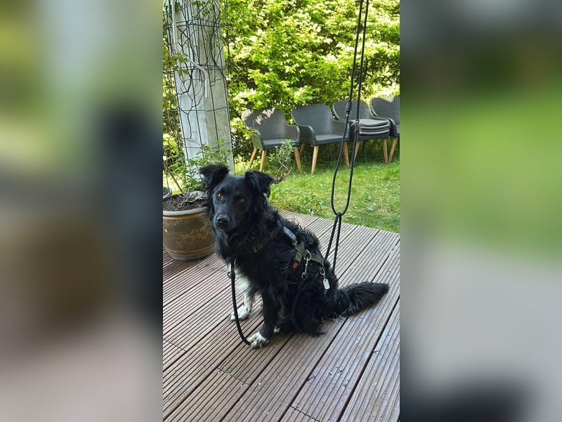 Hütehund Mischling Daios sucht eine liebe Familie