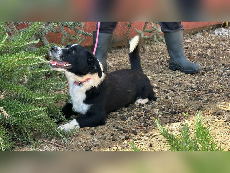 aktiver kleiner Jax sucht ein Zuhause oder eine Pflegestelle