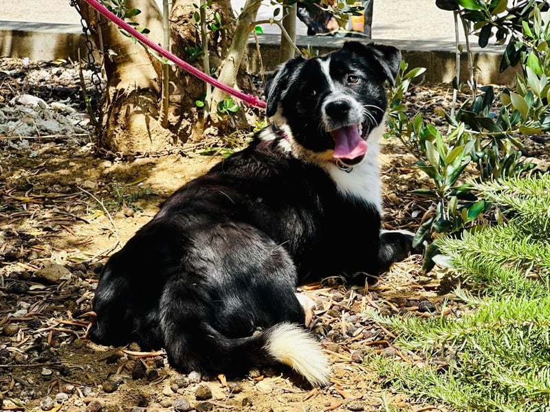 aktiver kleiner Jax sucht ein Zuhause oder eine Pflegestelle