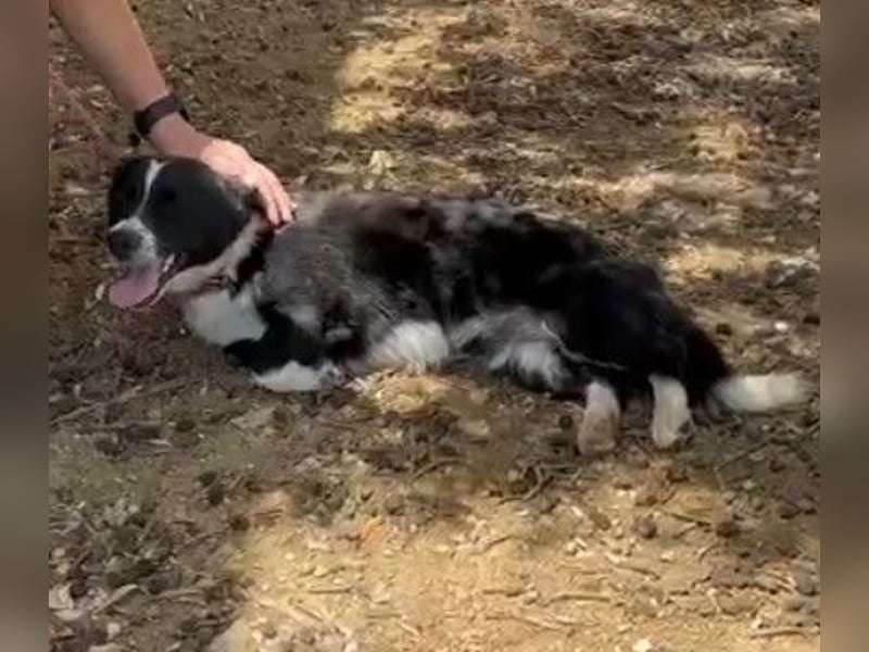aktiver kleiner Jax sucht ein Zuhause oder eine Pflegestelle