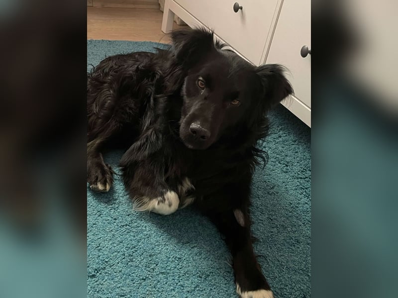 Hütehund Mischling Daios sucht eine liebe Familie