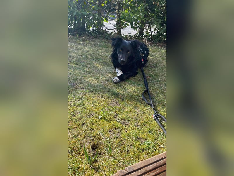 Hütehund Mischling Daios sucht eine liebe Familie