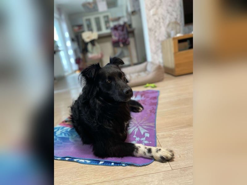 Hütehund Mischling Daios sucht eine liebe Familie