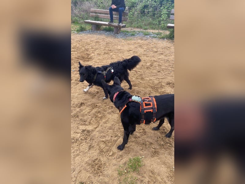Hütehund Mischling Daios sucht eine liebe Familie
