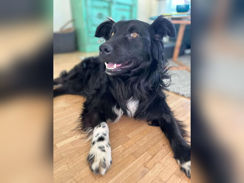 Hütehund Mischling Daios sucht eine liebe Familie