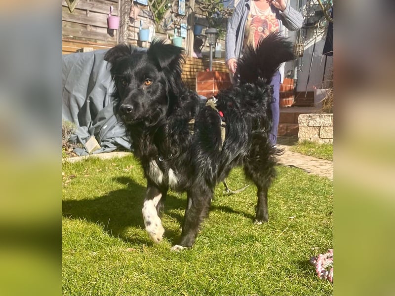 Hütehund Mischling Daios sucht eine liebe Familie