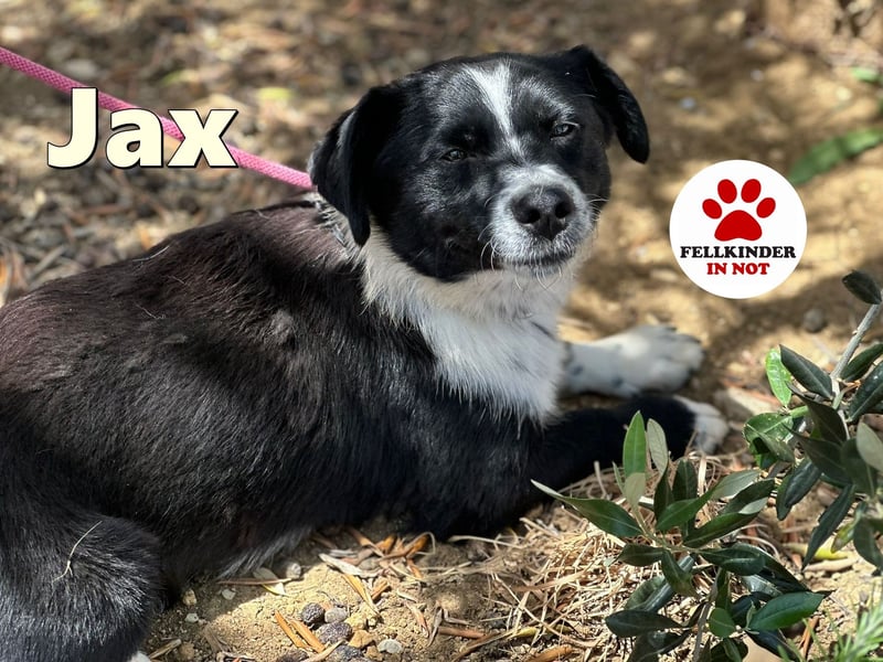 aktiver kleiner Jax sucht ein Zuhause oder eine Pflegestelle