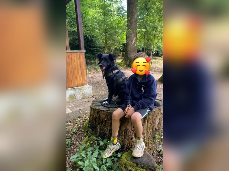 Hütehund Mischling Daios sucht eine liebe Familie