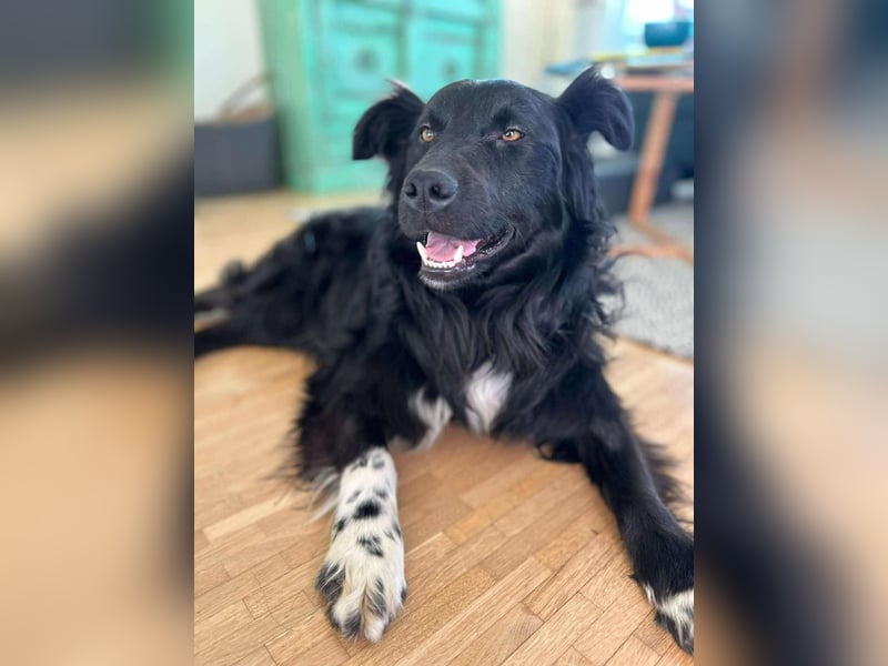 Hütehund Mischling Daios sucht eine liebe Familie
