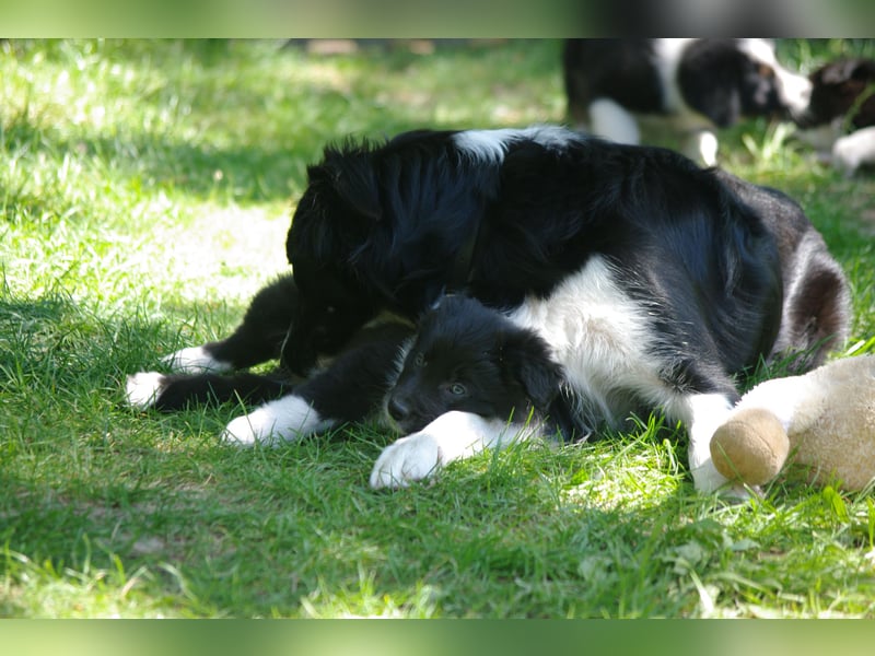 Süße Border Collie Welpen, Rüden, schwarz-weiß