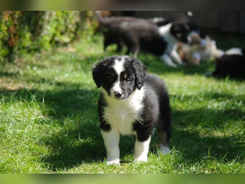 Süße Border Collie Welpen, Rüden, schwarz-weiß