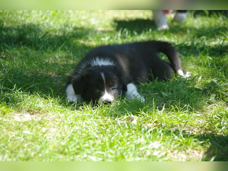 Süße Border Collie Welpen, Rüden, schwarz-weiß