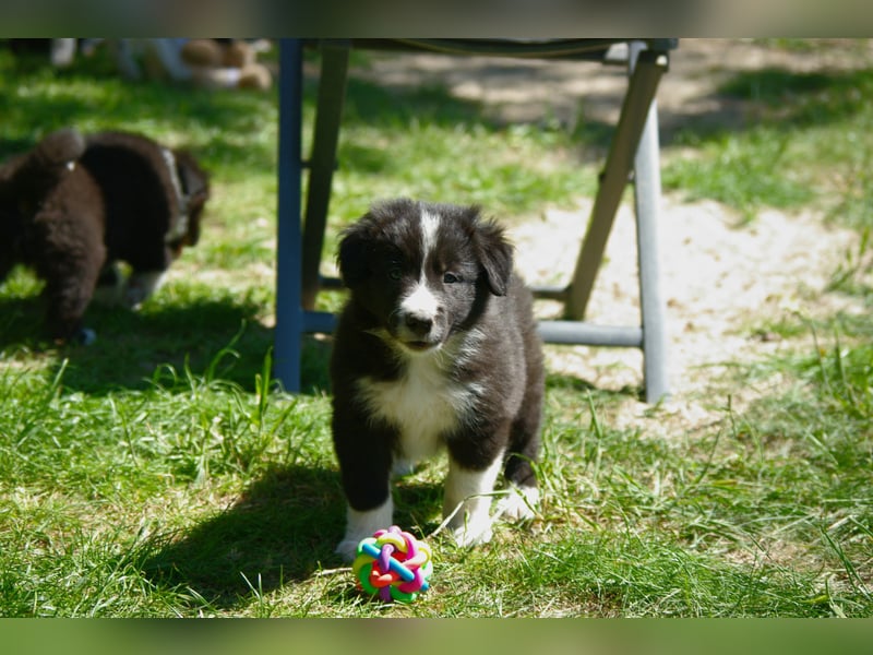 Süße Border Collie Welpen, Rüden, schwarz-weiß