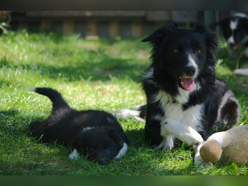 Süße Border Collie Welpen, Rüden, schwarz-weiß