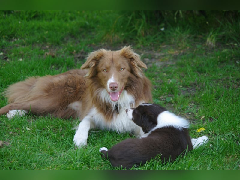 Süße Border Collie Welpen, Rüden, schwarz-weiß