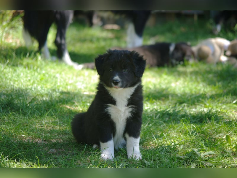 Süße Border Collie Welpen, Rüden, schwarz-weiß