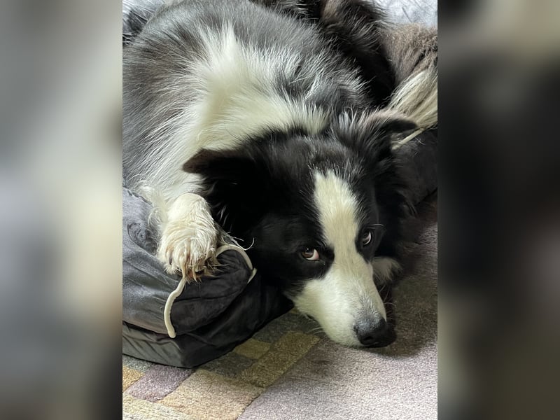 Hübscher Border Collie Deckrüde