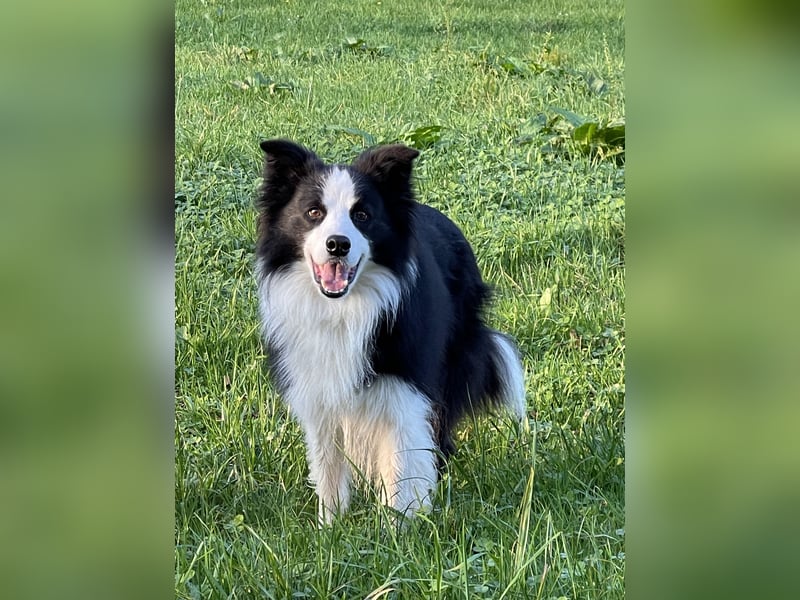 Hübscher Border Collie Deckrüde