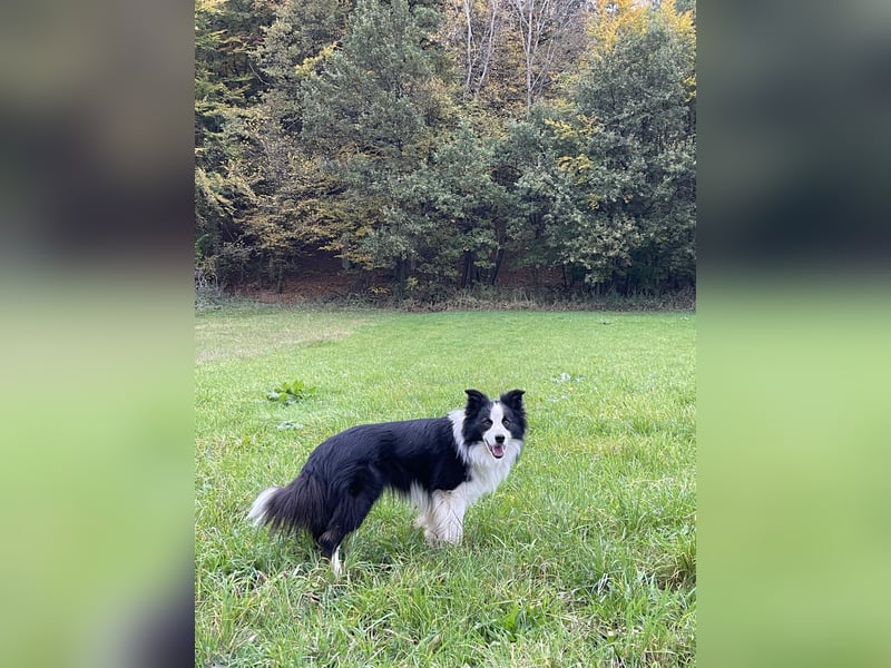 Hübscher Border Collie Deckrüde