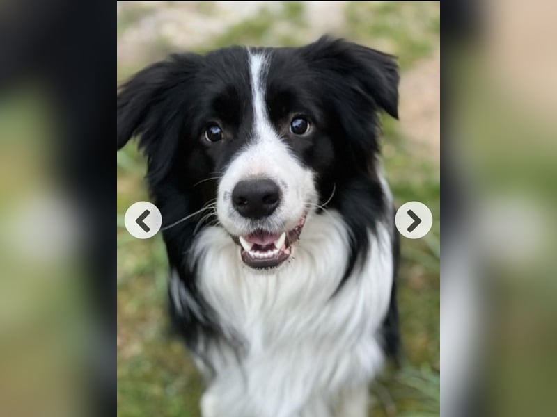 Border Collie Welpen reinrassig