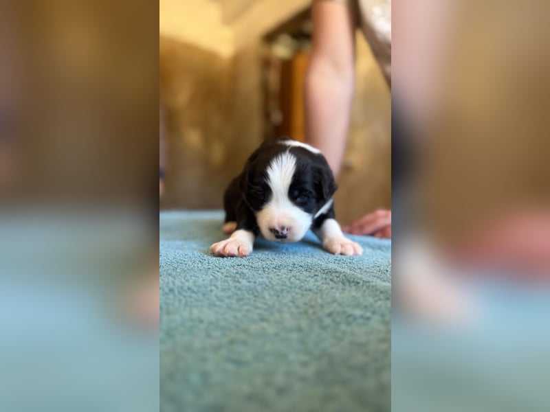 Border Collie Welpen reinrassig