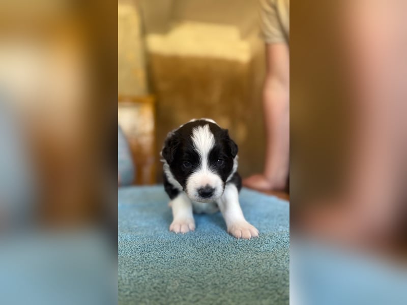 Border Collie Welpen reinrassig
