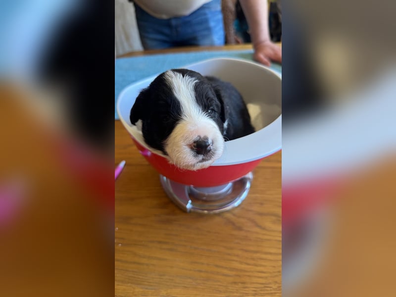 Border Collie Welpen reinrassig