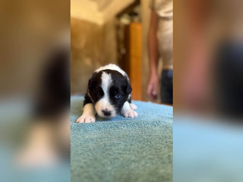 Border Collie Welpen reinrassig