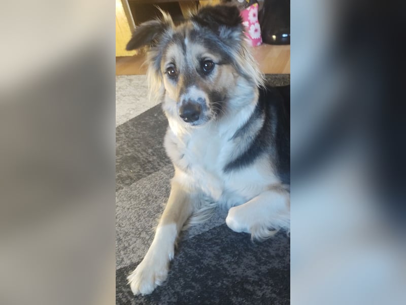Border Collie Welpen reinrassig