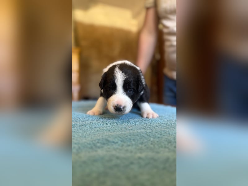 Border Collie Welpen reinrassig
