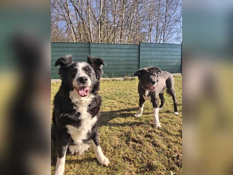 BILLI + GRACE - die beiden Oldies haben ihr Leben zusammen verbracht - gibt´s nur im Doppelpack!