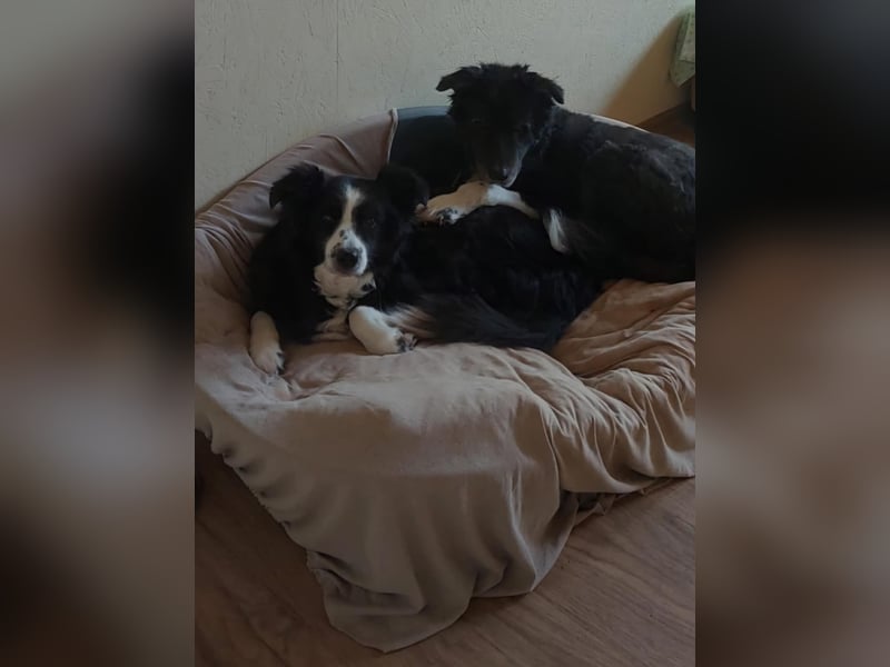 BILLI + GRACE - die beiden Oldies haben ihr Leben zusammen verbracht - gibt´s nur im Doppelpack!