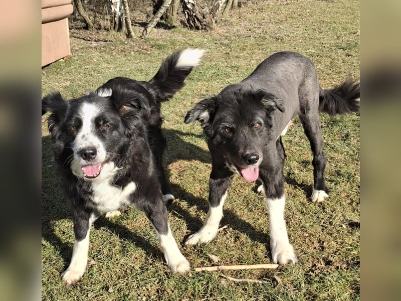 BILLI + GRACE - die beiden Oldies haben ihr Leben zusammen verbracht - gibt´s nur im Doppelpack!