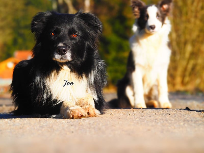 Border Collie "JOE" Deckrüde