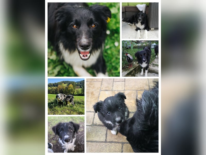 Border Collie "JOE" Deckrüde