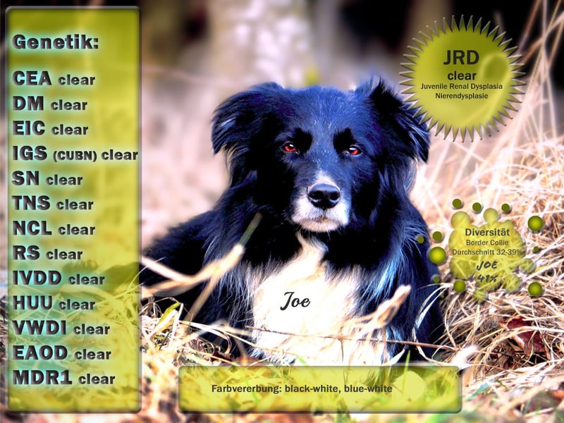 Border Collie "JOE" Deckrüde