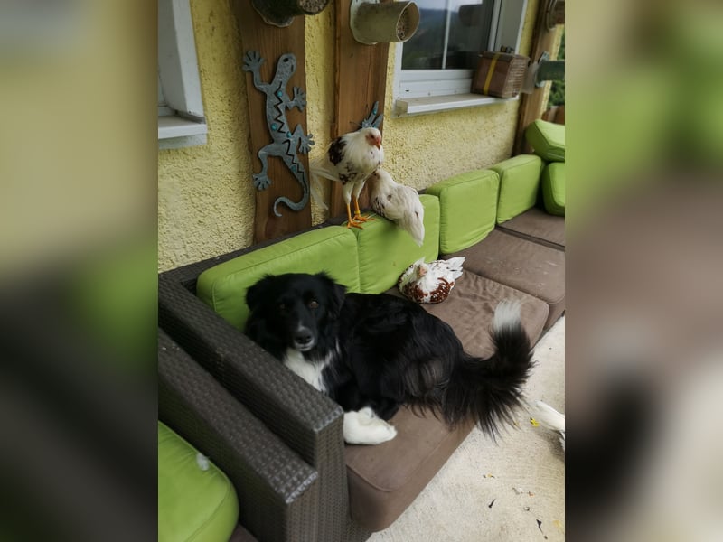 Border Collie "JOE" Deckrüde
