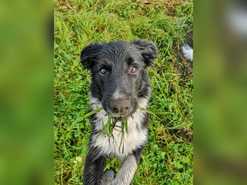 Border Collie "JOE" Deckrüde